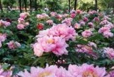 郑州河南郑风生态牡丹园怎么玩？附游玩路线