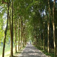 中国科学院华南植物园阿江榄仁