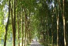 中国科学院华南植物园：阿江榄仁