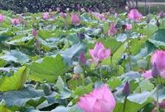 三水荷花世界：香水莲