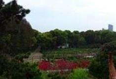 武汉东湖牡丹园怎么玩？附游玩路线