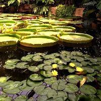 中国科学院华南植物园18800