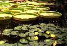 中国科学院华南植物园：莲影湖