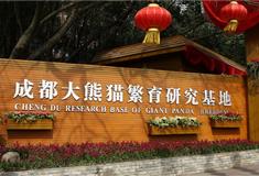 成都大熊猫繁育研究基地怎么玩？附游玩路线