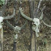 中华民族博物院牛头桩