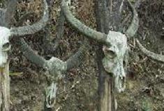 中华民族博物院：牛头桩