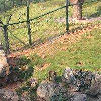 长沙生态动物园凶猛猴岛