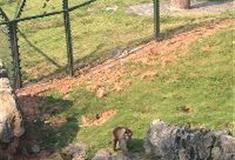 长沙生态动物园：凶猛猴岛