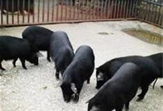 苏州江南农耕文化园：野猪