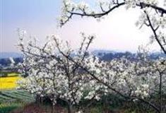 成都梨花沟风景区怎么玩？附游玩路线