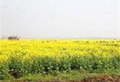 武汉博茂生态园怎么玩？附游玩路线