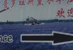 北京东方普罗旺斯薰衣草庄园怎么玩？附游玩路线