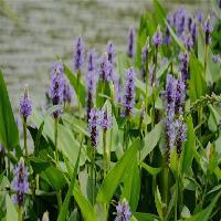 中国科学院华南植物园梭鱼草