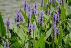 中国科学院华南植物园：梭鱼草