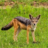 长沙生态动物园黑背胡狼园