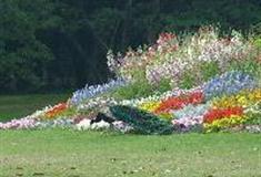 丽江观音峡景区：孔雀园