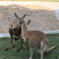 长沙生态动物园19197