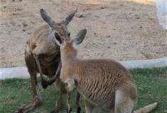 长沙生态动物园：袋鼠园