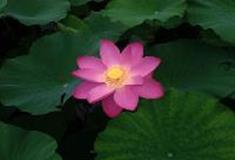 水高庄园：荷香园