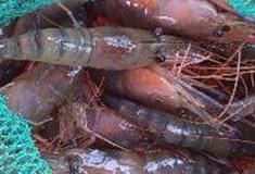 李小龙乐园：钓鱼钓虾场