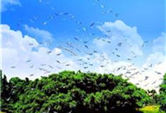 江门小鸟天堂怎么玩？附游玩路线