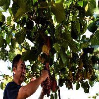 中泰天心佛文化旅游区天心福果