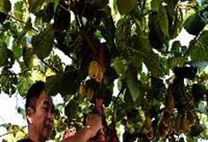 中泰天心佛文化旅游区：天心福果