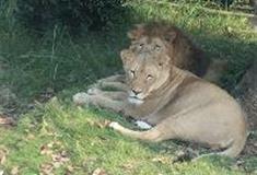 长沙生态动物园：非洲狮园