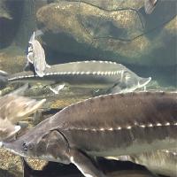 江苏张家港梦幻海洋王国19671