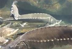 江苏张家港梦幻海洋王国：长江鲟