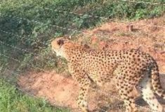 长沙生态动物园：豹园