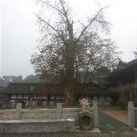 中泰天心佛文化旅游区19781