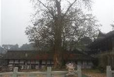 中泰天心佛文化旅游区：千年银杏树