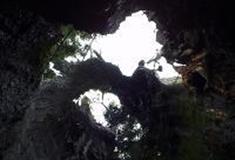 云中大漈：古柳杉