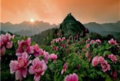 阿姑泉牡丹苑风景区介绍及游玩景点推荐