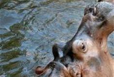 长沙生态动物园：河马馆