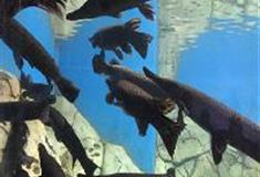 江苏张家港梦幻海洋王国：扁嘴鳄