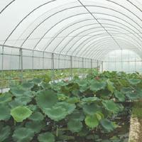 三水荷花世界17324