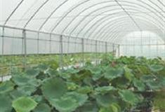 三水荷花世界：观赏大棚