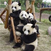 长沙生态动物园19196