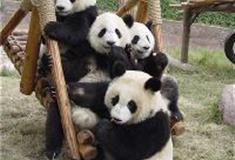 长沙生态动物园：大熊猫馆