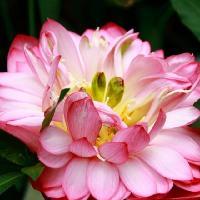 三水荷花世界红湘莲