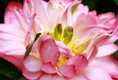 三水荷花世界：红湘莲