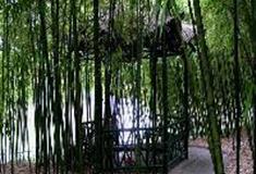 上海共青国家森林公园：竹坞寻幽