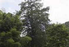 广东第一峰旅游风景区：千年红豆杉