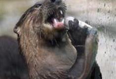 上海动物园-乡土动物区怎么玩？附游玩路线