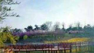 潍坊桂河湿地公园怎么玩？附游玩路线