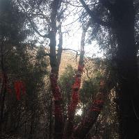 伏羲山神仙洞19524