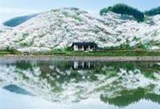 重庆渝北印盒李花生态旅游区怎么玩？附游玩路线