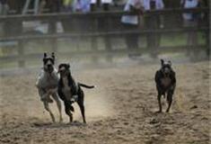 苏州江南农耕文化园：格力犬